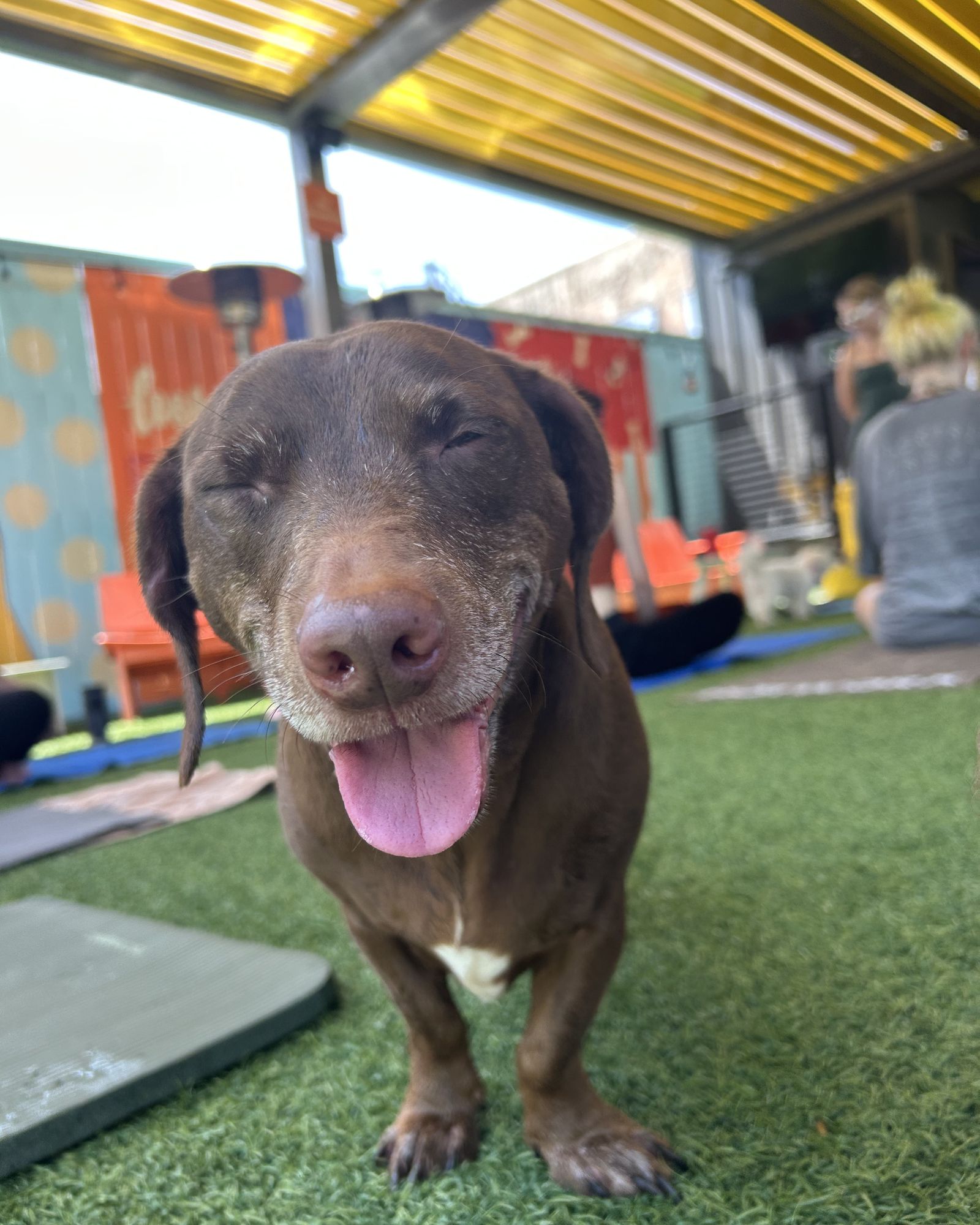 Chili, a chocolate lab mix, grinning blissfully on the turf