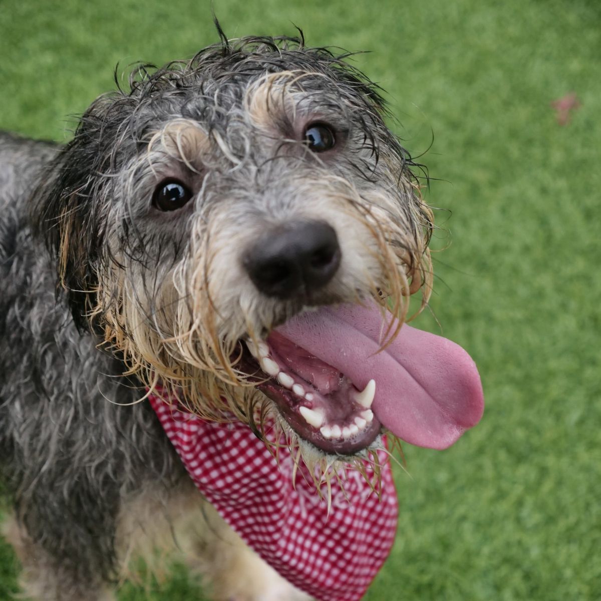 A happy, soggy doodle in a red gingham bandana, tongue out on the turf