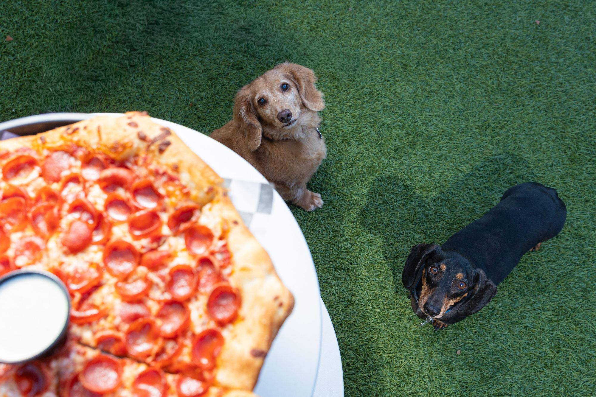 Two dachshunds on the turf eyeing a pepperoni pizza